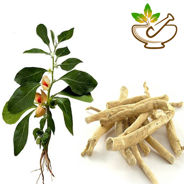 Aswagandha Oil (Withania Somnifera)